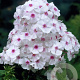Phlox (P) 'Graf Zeppelin' GM P9 BIO