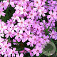 Phlox kelseyi 'Rosette' GM P9 BIO
