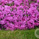 Phlox (S) 'MacDaniel's Cushion' GM P9 BIO