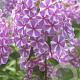 Phlox (M) 'Natascha' GM P9 BIO