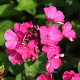 Phlox (P) 'Starfire' GM P9 BIO