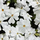 Phlox (S) 'White Delight' GM P9 BIO