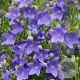 Platycodon grand. 'Fuji Blue' GM P9 BIO