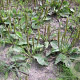 Plantago major GM P9 BIO