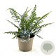 Polystichum munitum GM P9 BIO