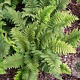 Polystichum set. 'Dahlem' GM P9 BIO