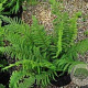 Polystichum set. 'Plumoso-densum' GM P9 BIO