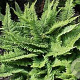 Polystichum set. 'Plumosum' GM P9 BIO