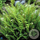 Polystichum set. 'Proliferum' GM P9 BIO