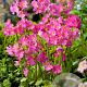 Primula rosea 'Grandiflora' GM P9 BIO