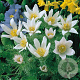 Pulsatilla v. 'Alba' GM P9 BIO