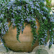 Rosmarinus officinalis 'Blue Rain' GM P9 BIO