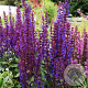 Salvia nem. 'Caradonna Compact' GM P9 BIO