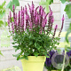 Salvia nemorosa 'Sensation Medium Pink' GM P9 BIO