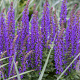 Salvia nem. 'Rianne' GM P9 BIO