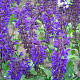 Salvia nem. 'Viola Klose' GM P9 BIO