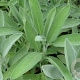 Salvia off. 'Extrakta' GM P13 Biologisch