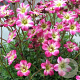 Saxifraga 'Pixie' GM P9 BIO