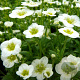 Saxifraga (A) 'Schneeteppich' GM P9 BIO