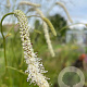 Sanguisorba ten. 'Korean Snow' GM P9 BIO