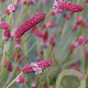 Sanguisorba ten. 'Pink Elephant' GM P9 BIO