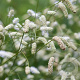Sanguisorba tenuifolia 'Stand Up Comedian GM P9 BIO