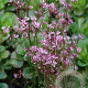 Saxifraga umbrosa 'ClarenceElliott' GM P9 BIO