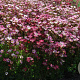 Saxifraga (A) 'Purpurteppich' GM P9 BIO