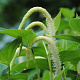 Saururus cernuus GM P9 BIO
