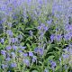 Scutellaria incana GM P9 BIO