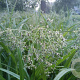 Scirpus sylvaticus GM P9 BIO