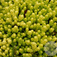 Sedum acre 'Elegans' GM P9 BIO