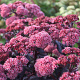 Sedum 'Jose Aubergine' GM P9 BIO