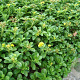 Sedum kamtschaticum GM P9 BIO