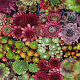 Sempervivum mixed GM P9 BIO