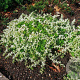 Sedum spurium 'Album' GM P9 BIO