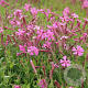Silene schafta 'Splendens' GM P9 BIO