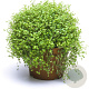 Soleirolia soleirolii GM P9 BIO