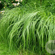 Spartina pectinata 'Aureomarginata' GM P9 BIO