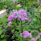 Thalictrum a. 'Thundercloud' GM P9 BIO