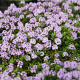 Thymus longicaulis GM P9 BIO