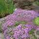 Thymus praecox 'Coccineus' GM P9 BIO