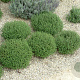 Thymus vulgaris 'Orange' GM P13 Biologisch