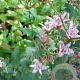 Tricyrtis formosana GM P9 BIO