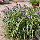 Tradescantia (A) 'Zwanenburg Blue' GM P9 BIO