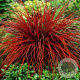 Uncinia rubra GM P9 BIO