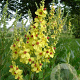 Verbascum chaixii 'Sixteen Candles' GM P9 BIO