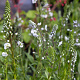 Veronica gent. 'Pallida' GM P9 BIO