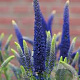 Veronica longif. 'First Glory' GM P9 BIO