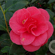 Camellia j. 'Giordano Santorelli' 40-50 cm 3,0L